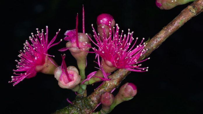 New Guinea has more known plant species than any island in the world
