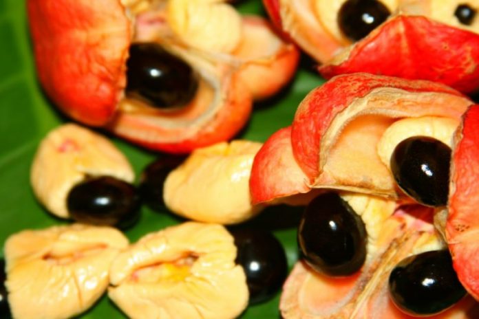 Ackee – Discovering A Unique Ghanaian Fruit That Is Surrounded By A Myth