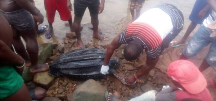 Meet Eric From Ghana: He Tags Sea Turtles By The Seashore