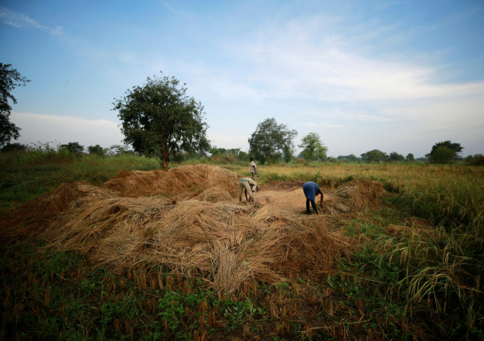 A growing problem: Nigerian rice farmers fall short after borders close