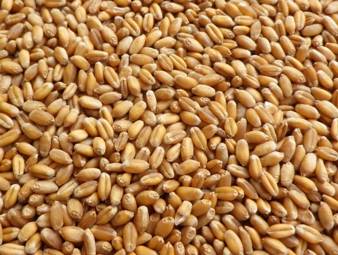 Morocco suspends customs duty on soft wheat from January 2 to April 30